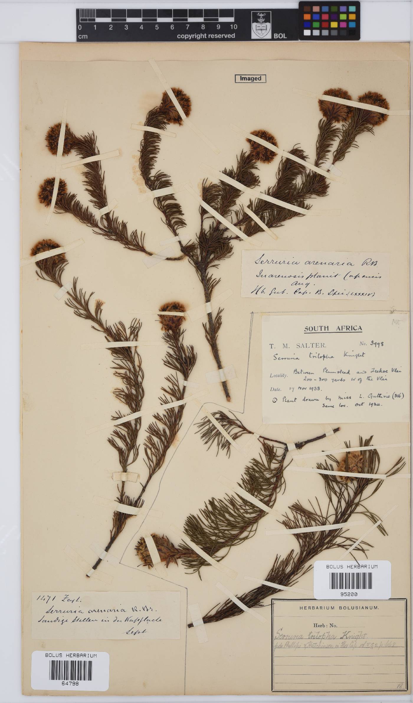 Serruria trilopha image