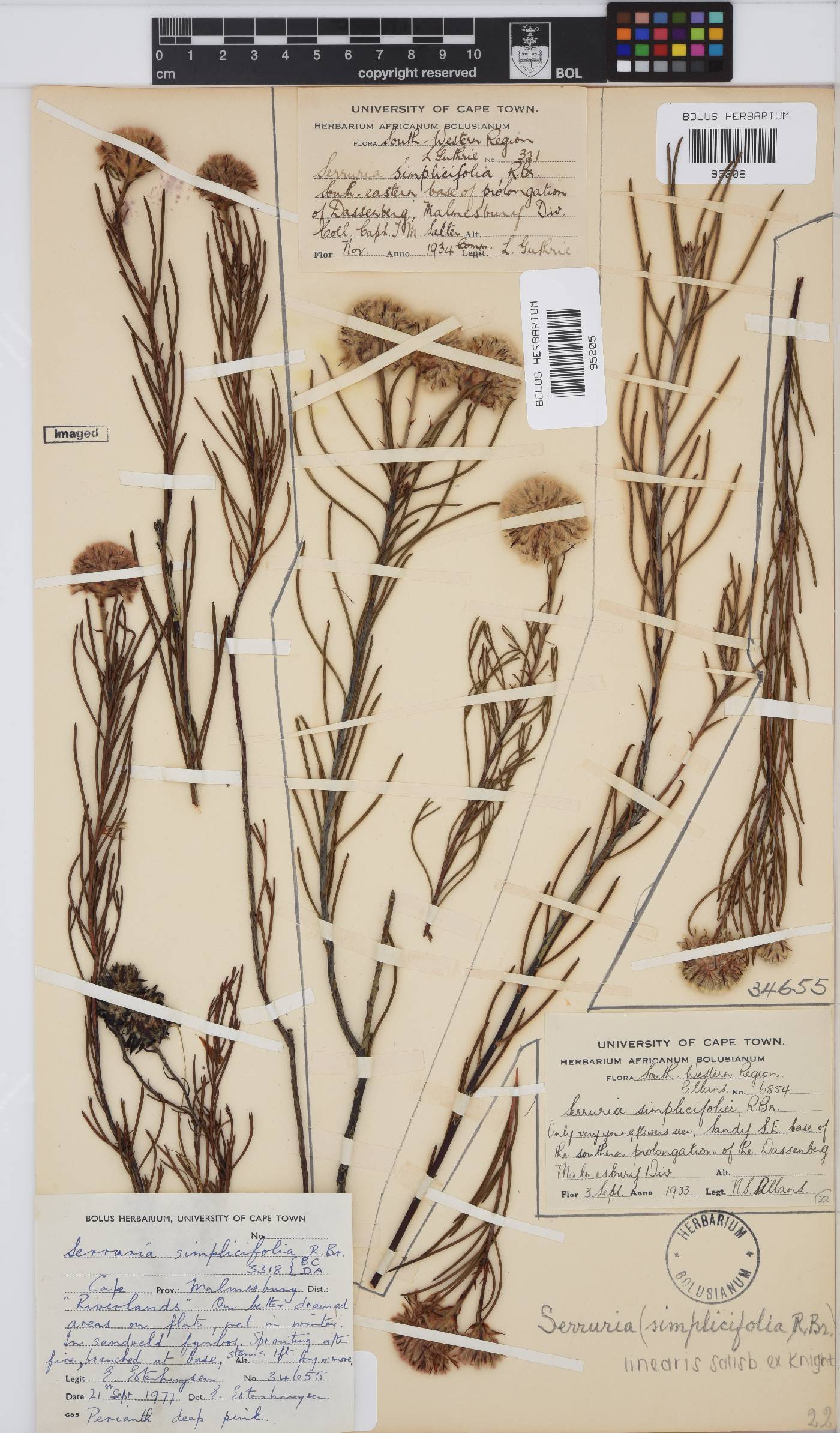 Serruria linearis image