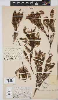 Image of Serruria acrocarpa