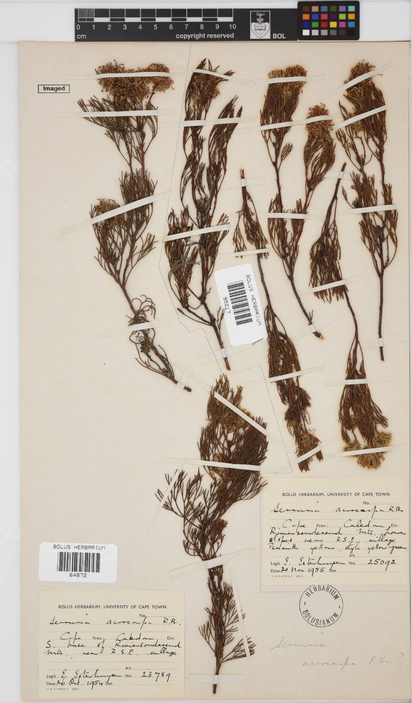 Serruria acrocarpa image