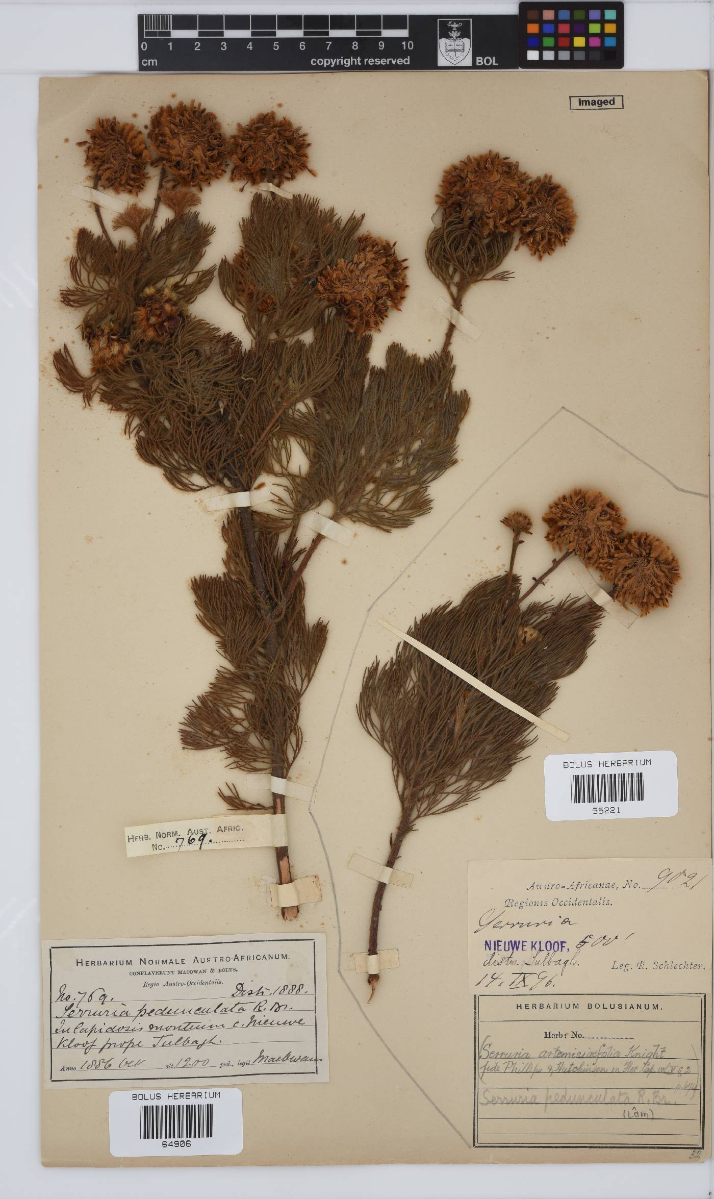 Serruria pedunculata image
