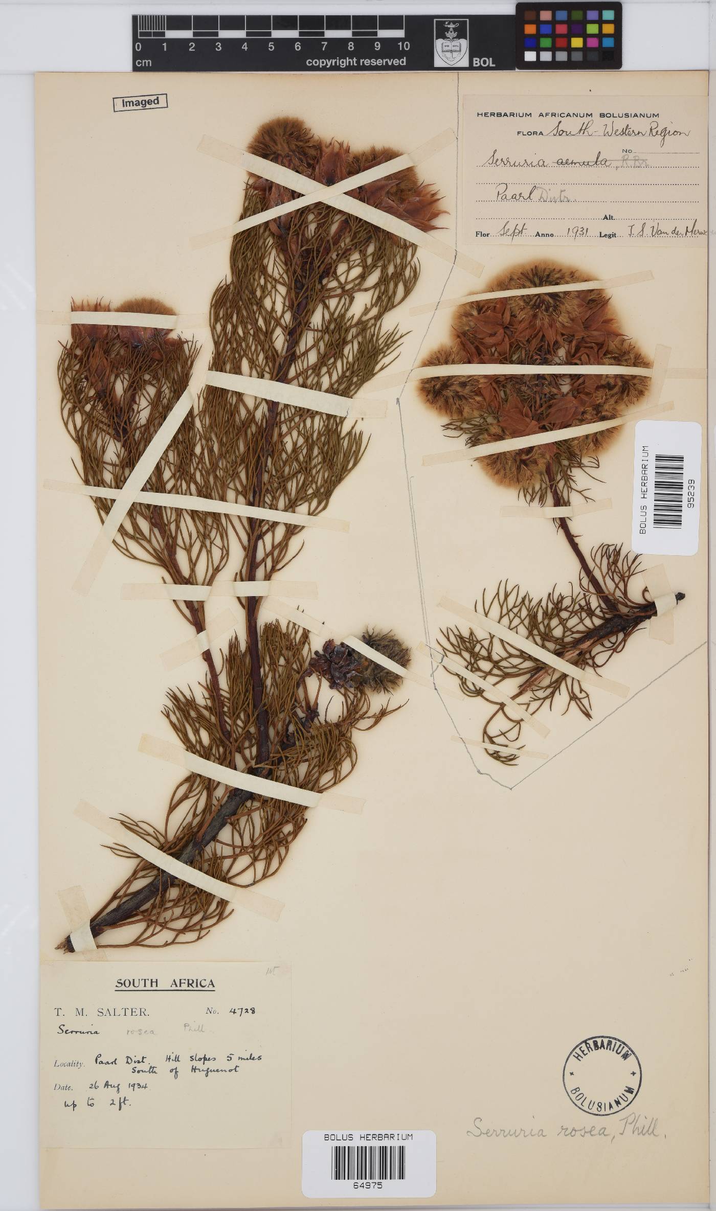 Serruria rosea image