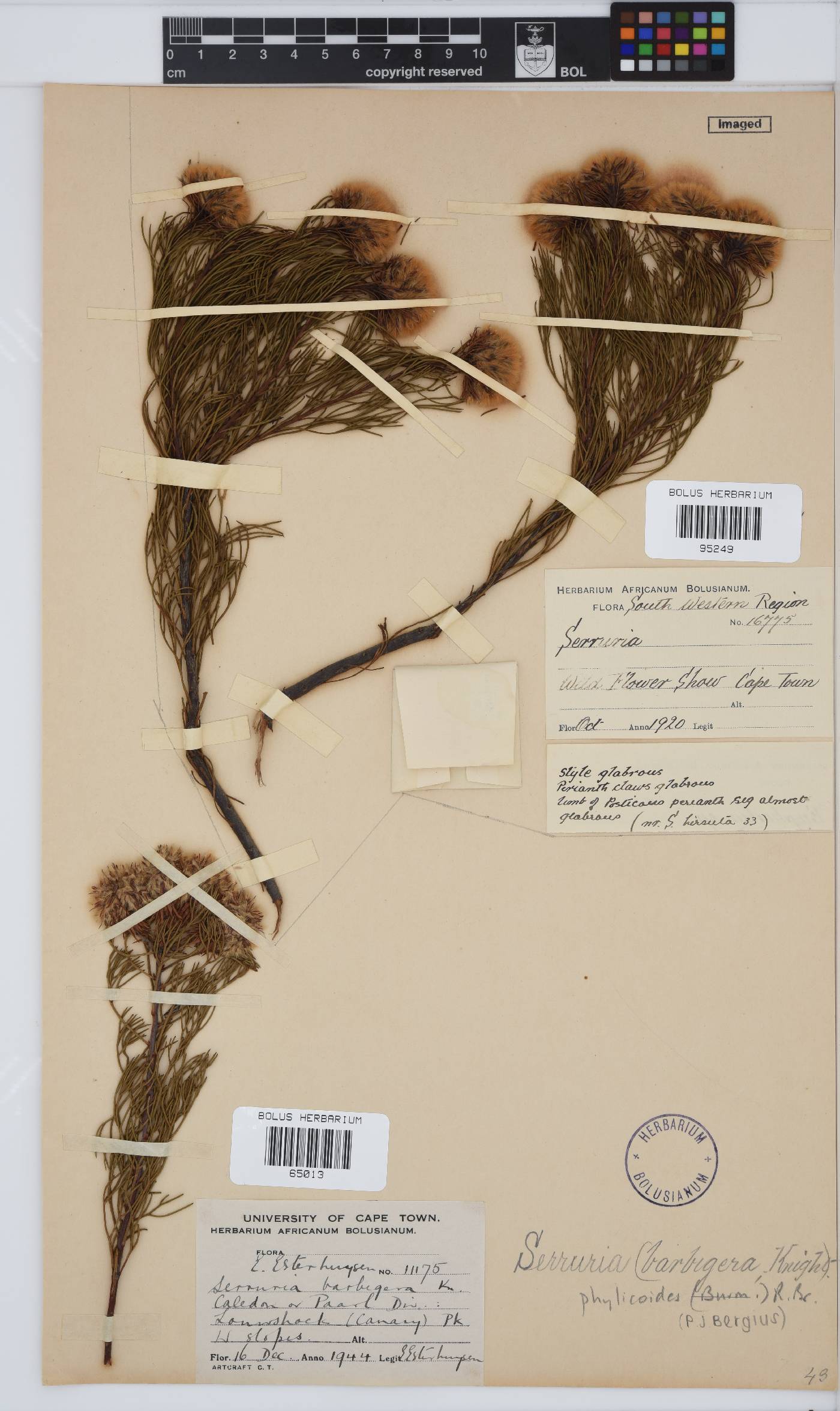 Serruria phylicoides image