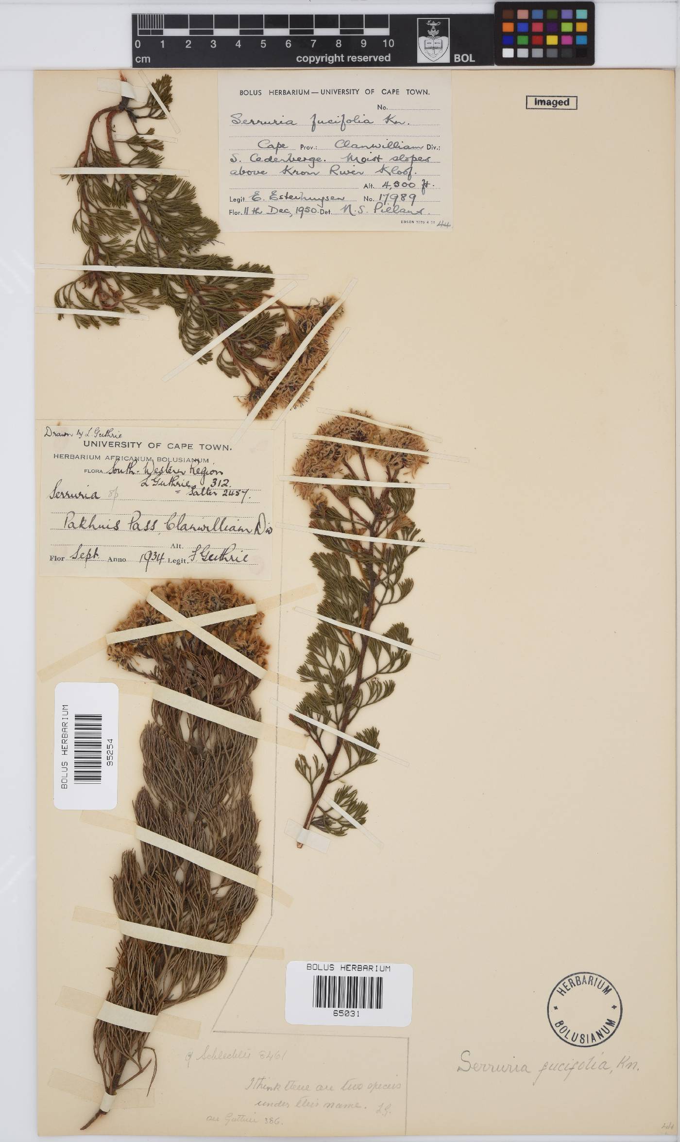 Serruria fucifolia image