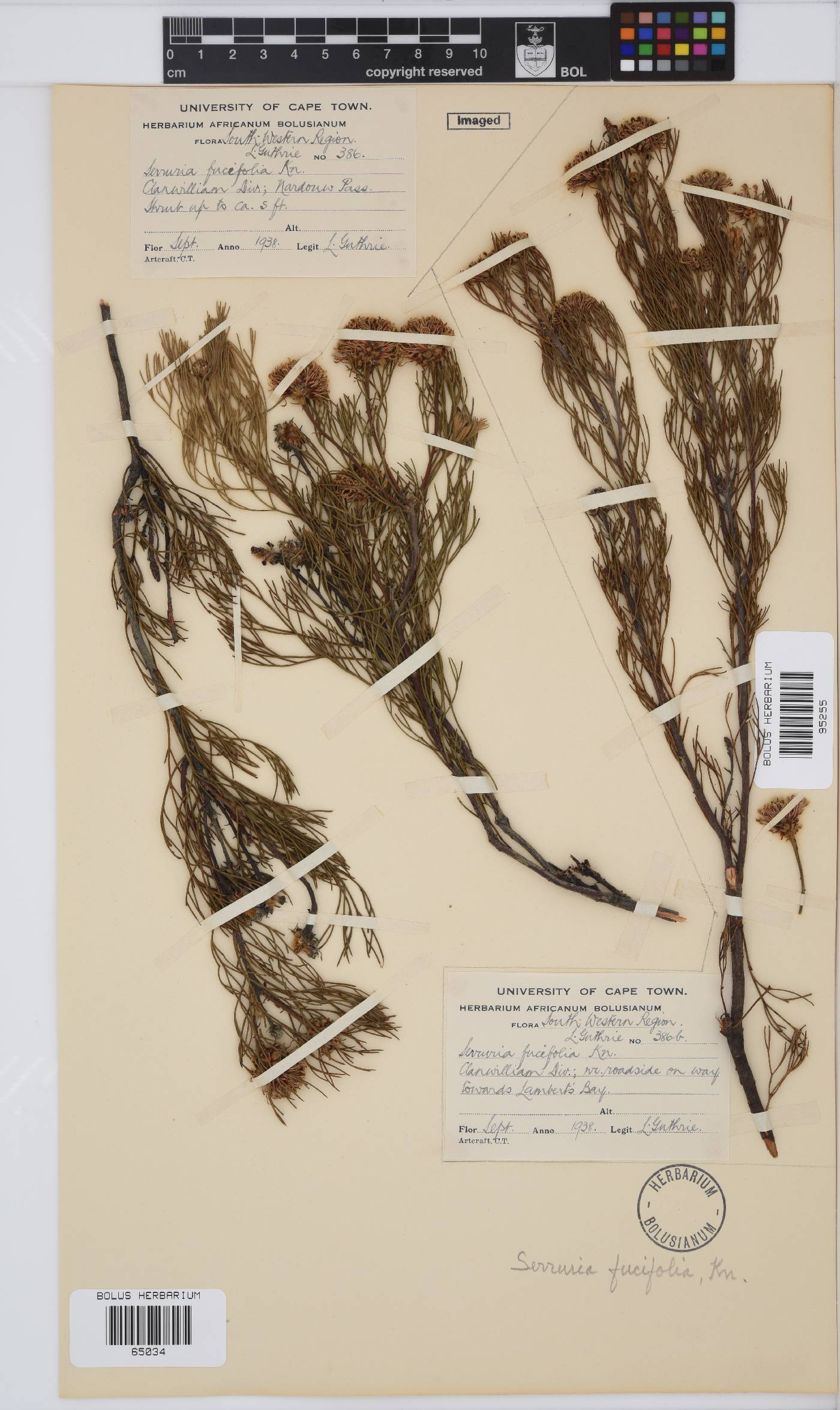 Serruria fucifolia image