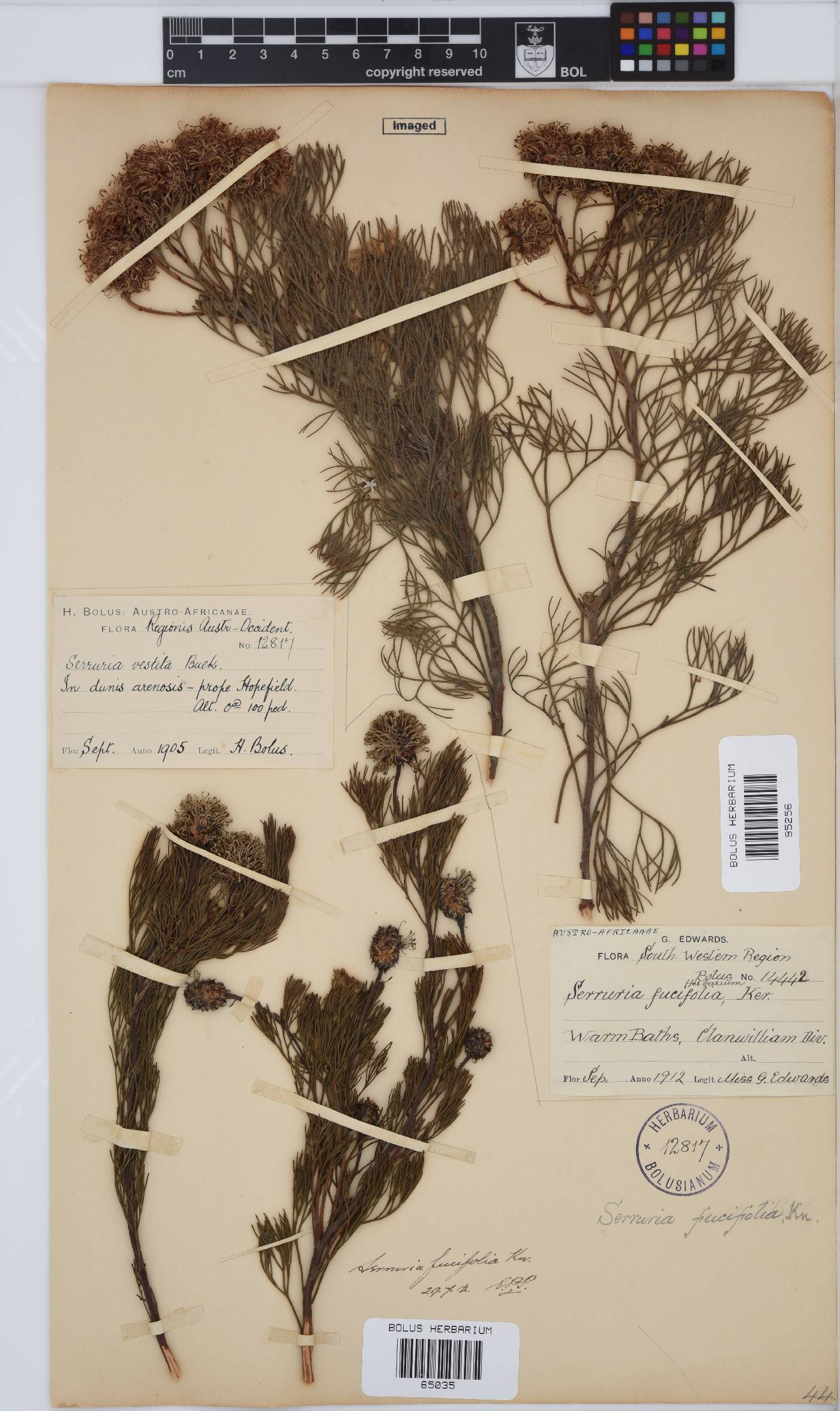 Serruria fucifolia image