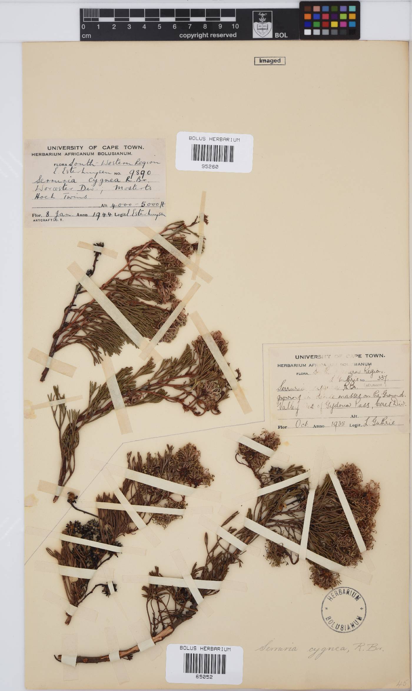 Serruria cygnea image