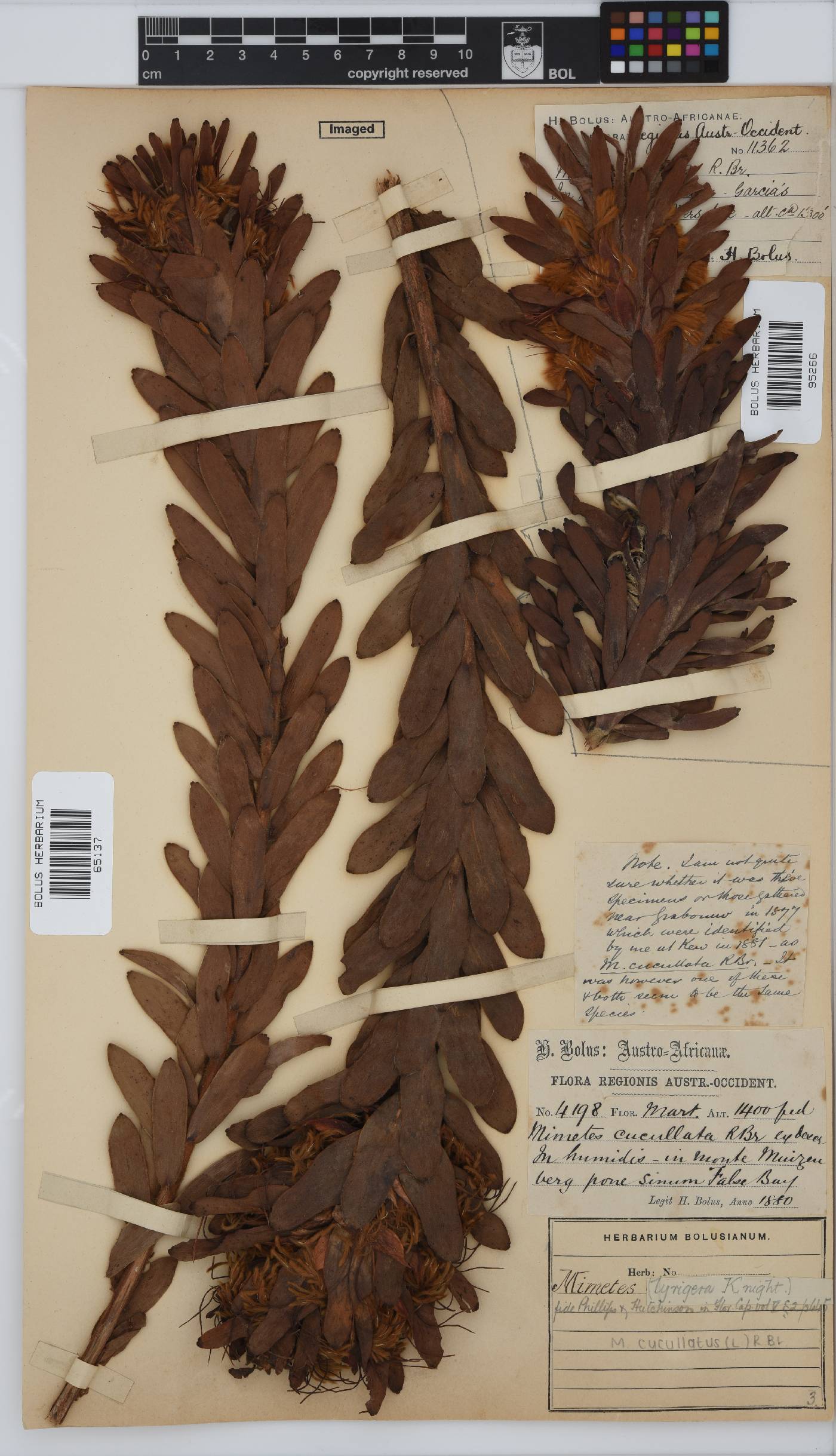 Mimetes cucullatus image