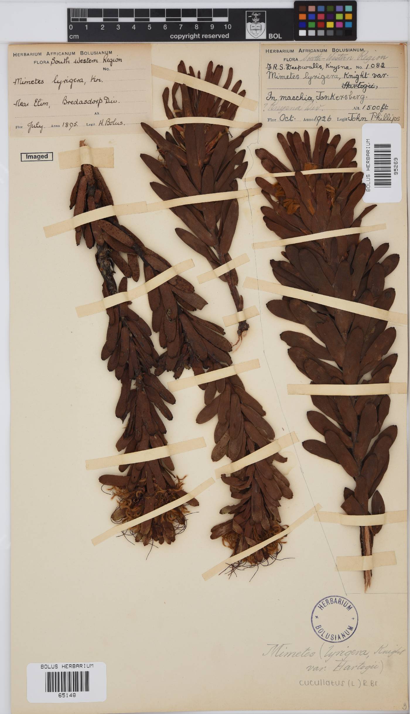 Mimetes cucullatus image