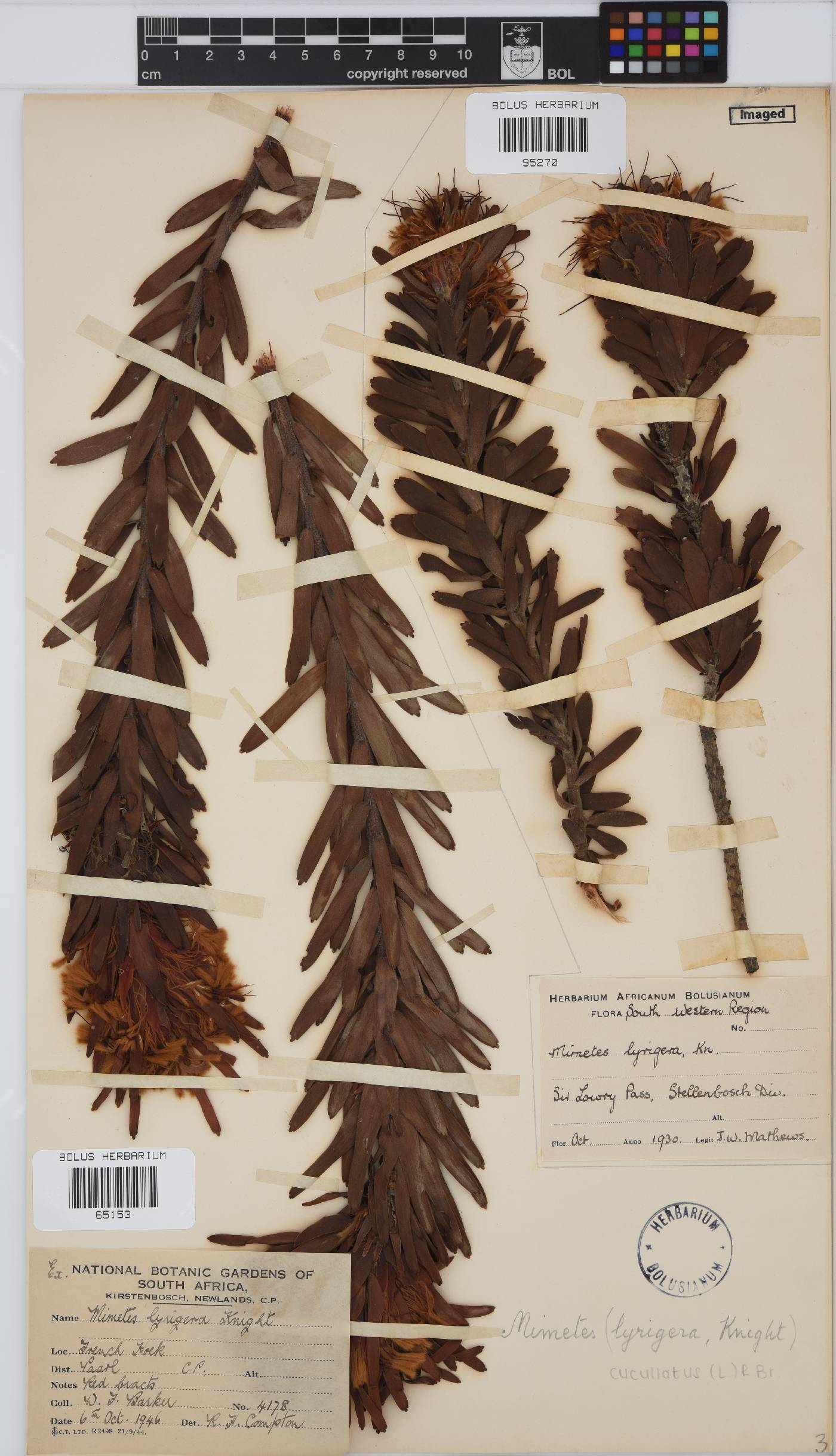 Mimetes cucullatus image