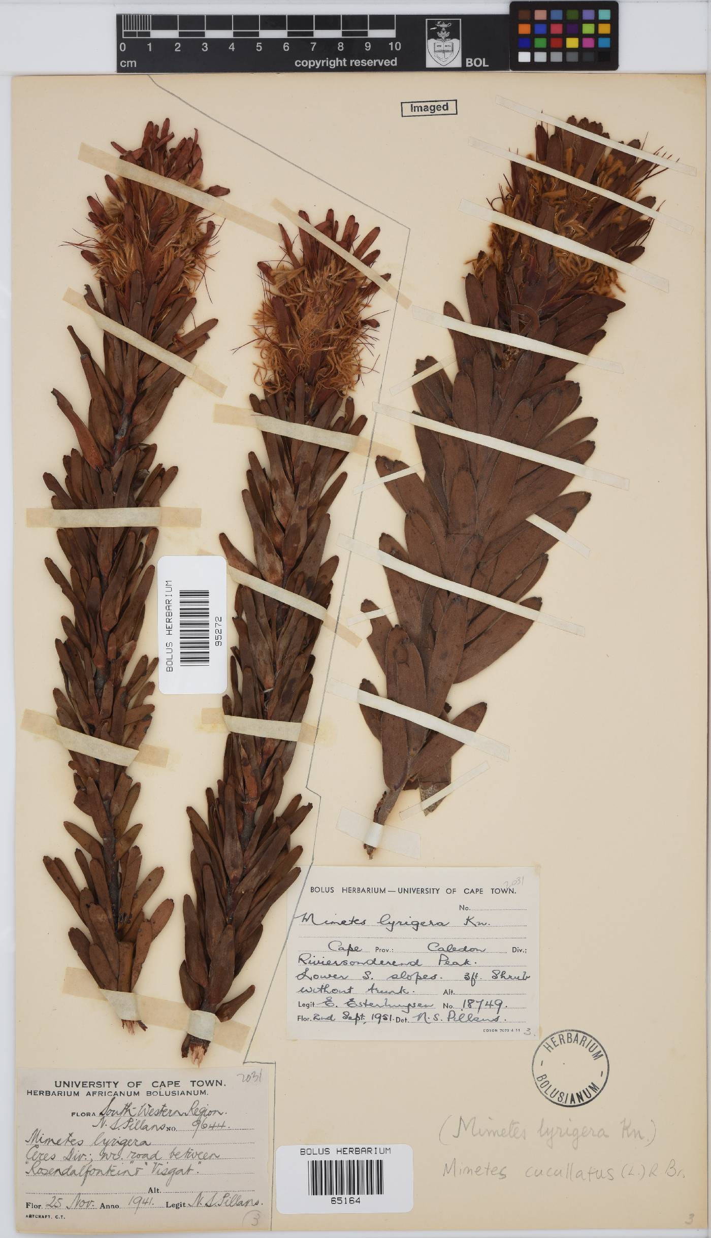 Mimetes cucullatus image