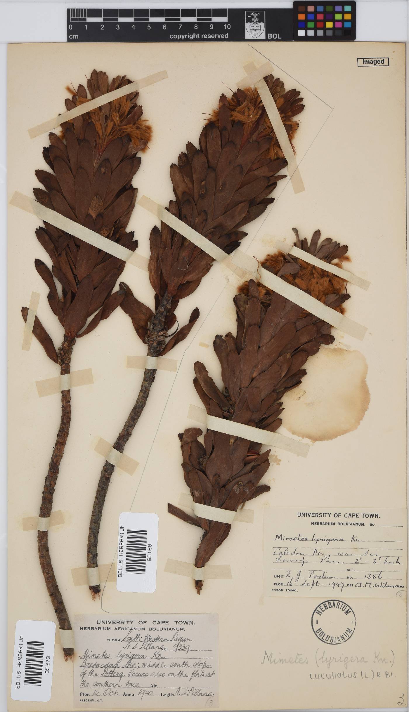 Mimetes cucullatus image