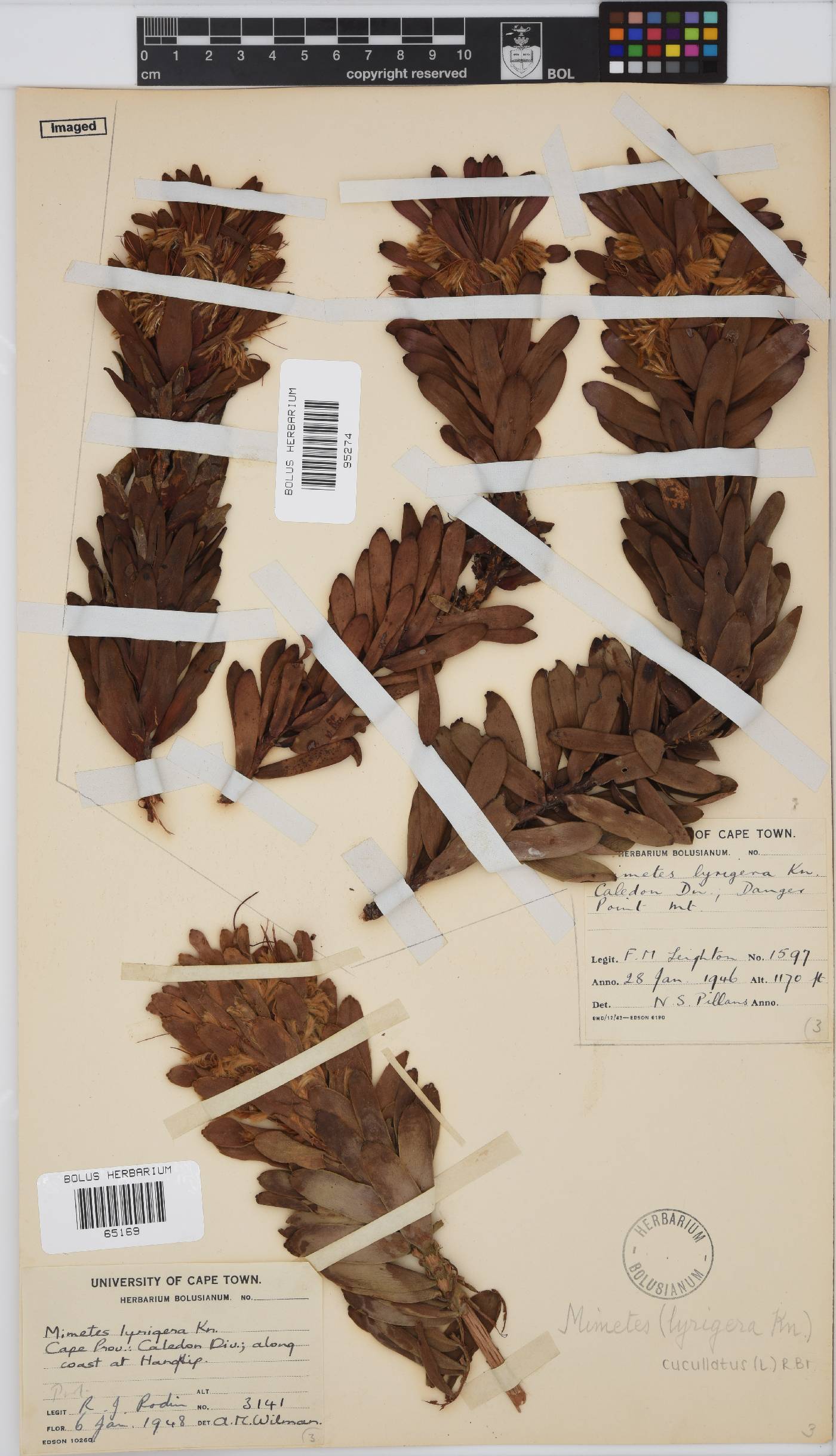 Mimetes cucullatus image