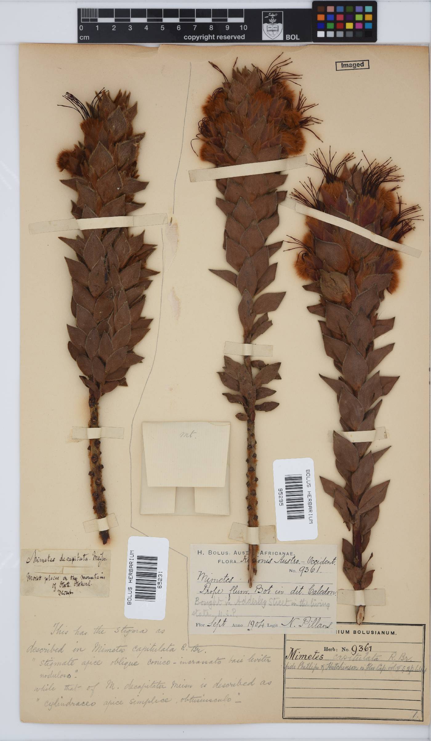 Mimetes capitulatus image