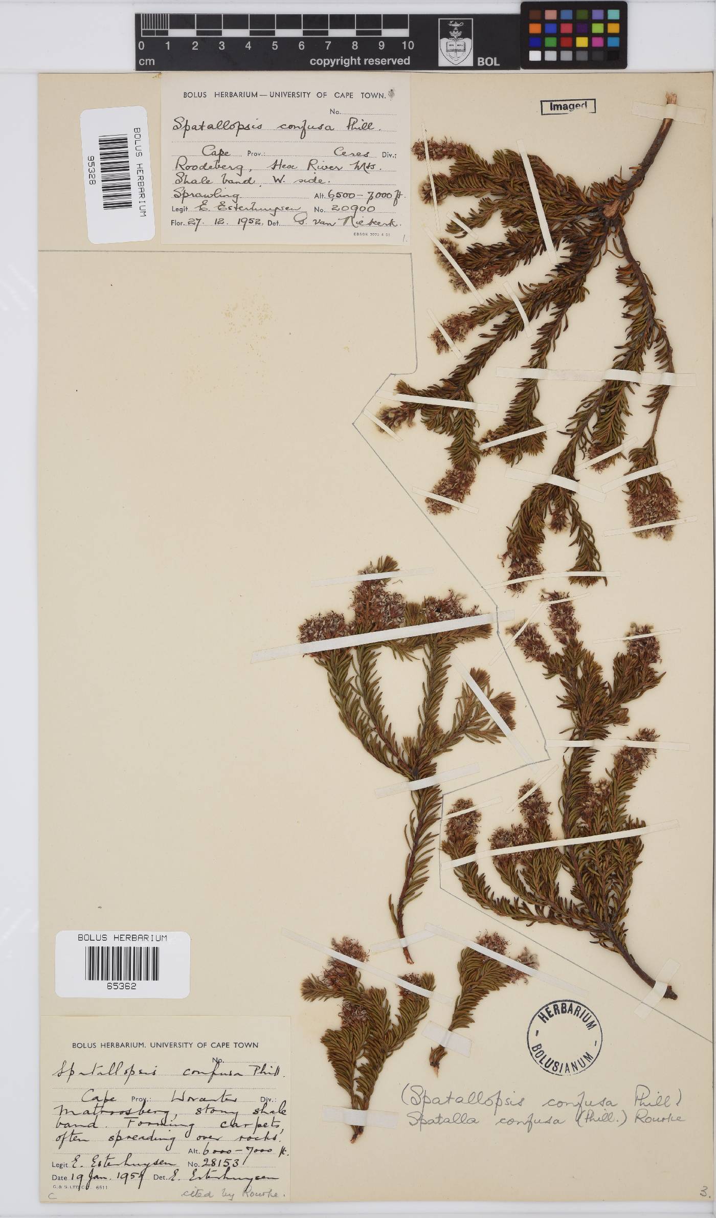 Spatalla confusa image