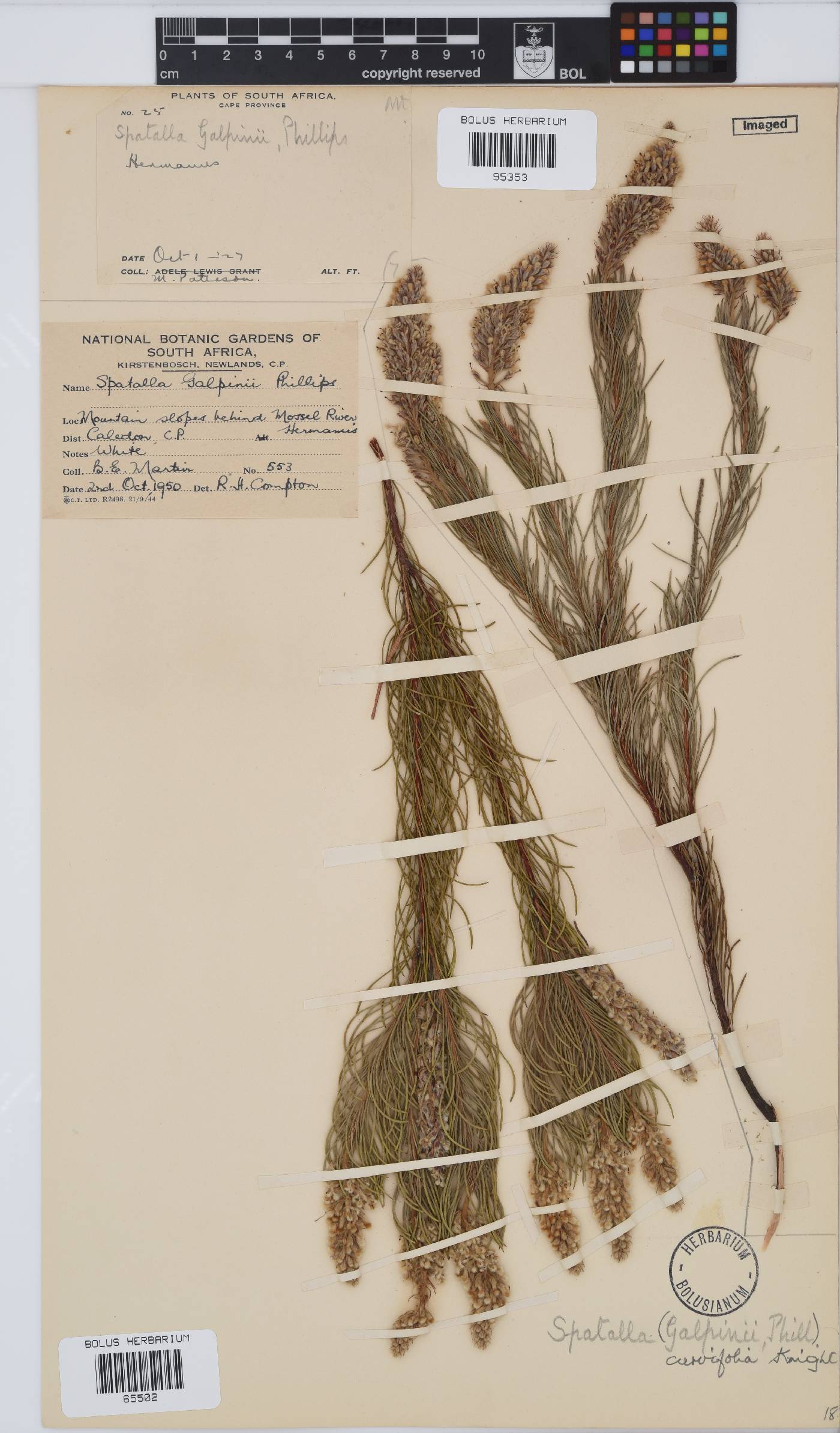 Spatalla image