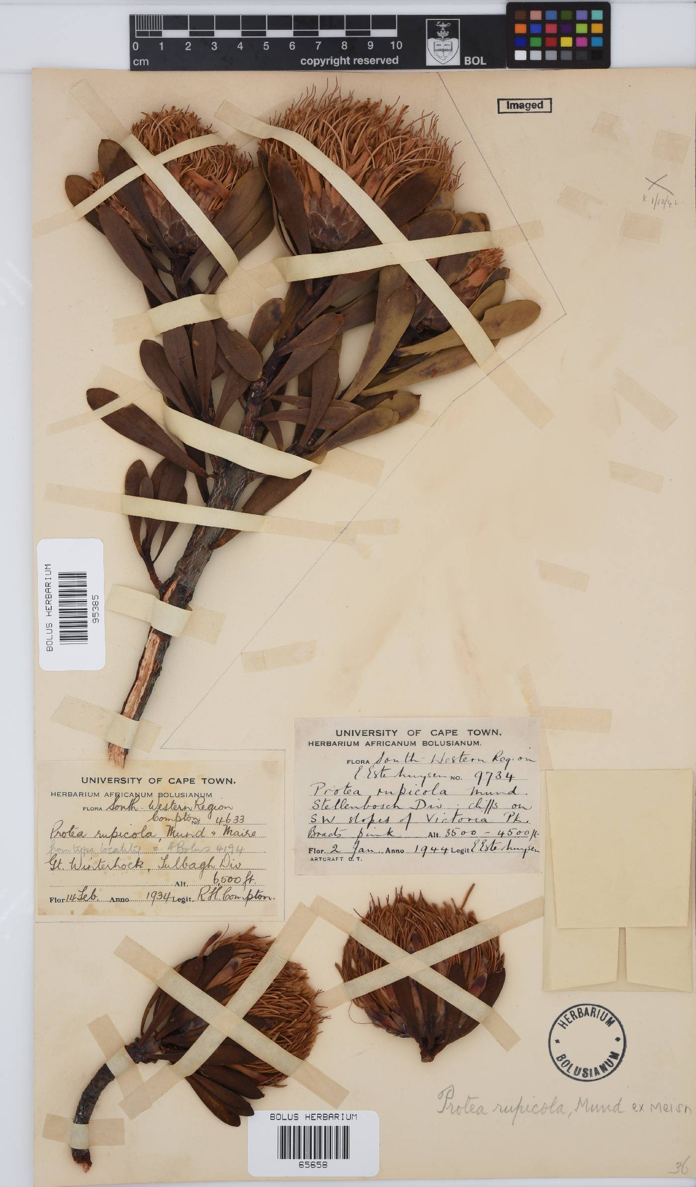 Protea rupicola image