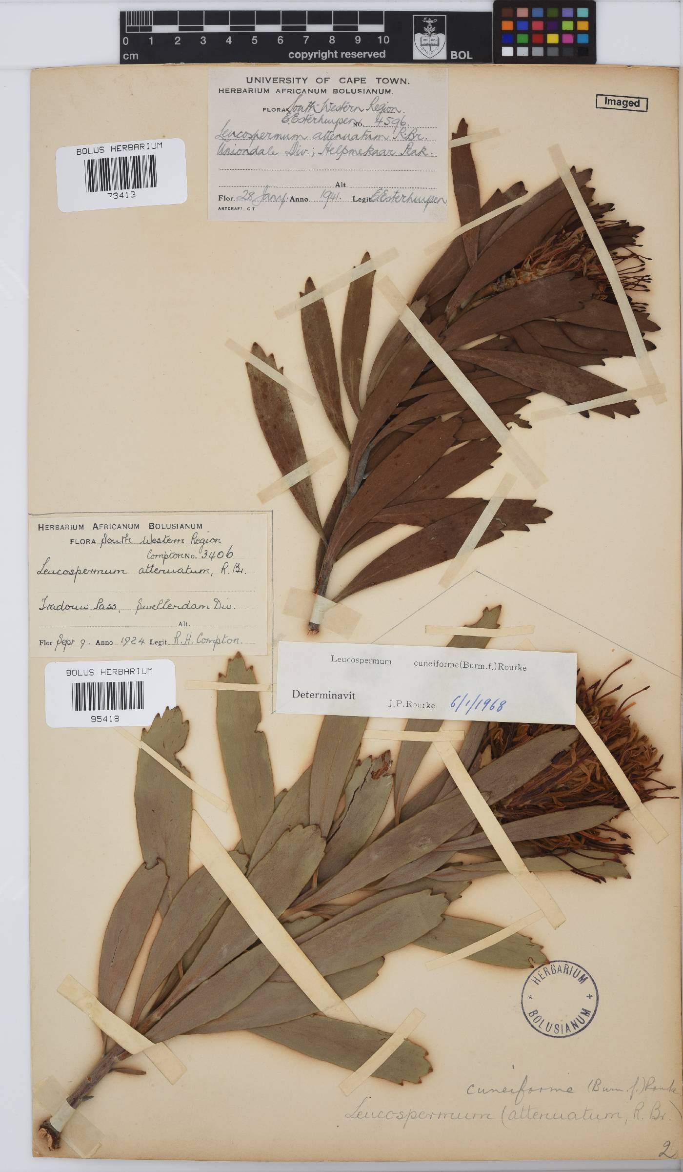Leucospermum cuneiforme image