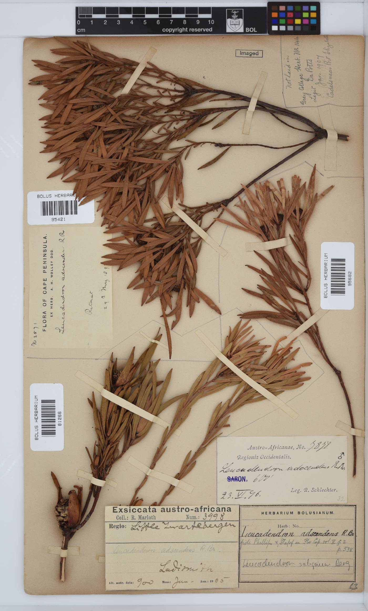 Leucadendron salignum image