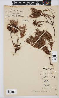 Leucadendron salignum image