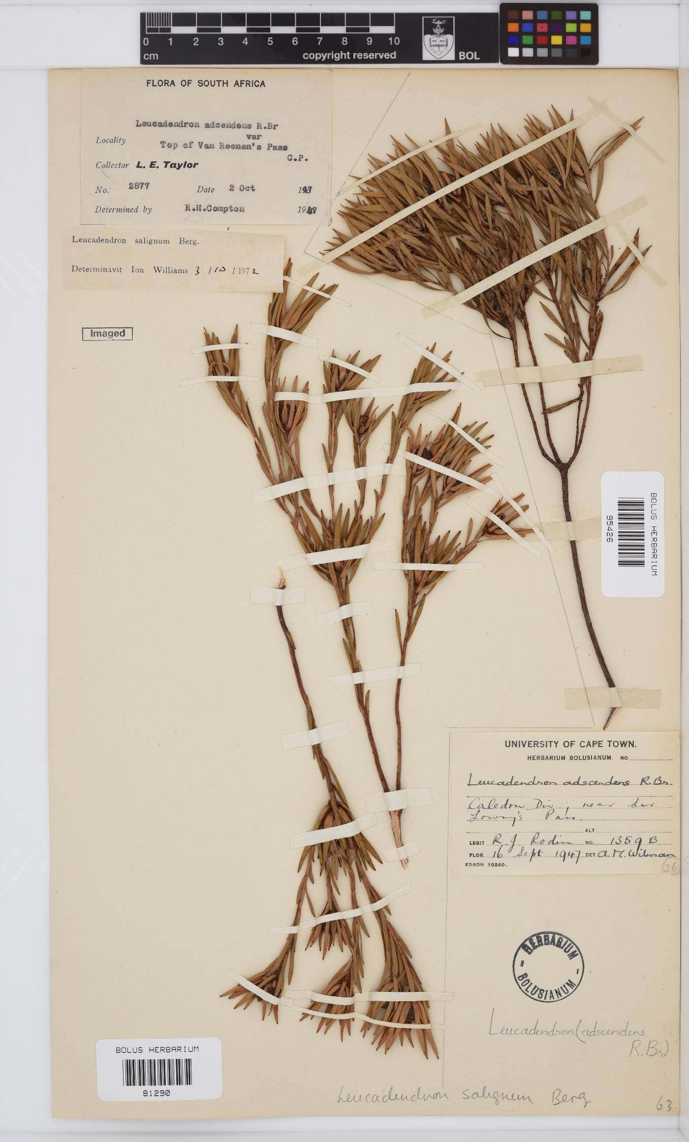 Leucadendron salignum image