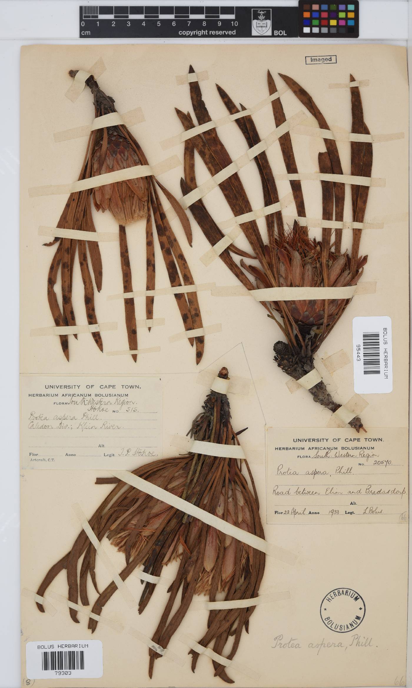 Protea aspera image
