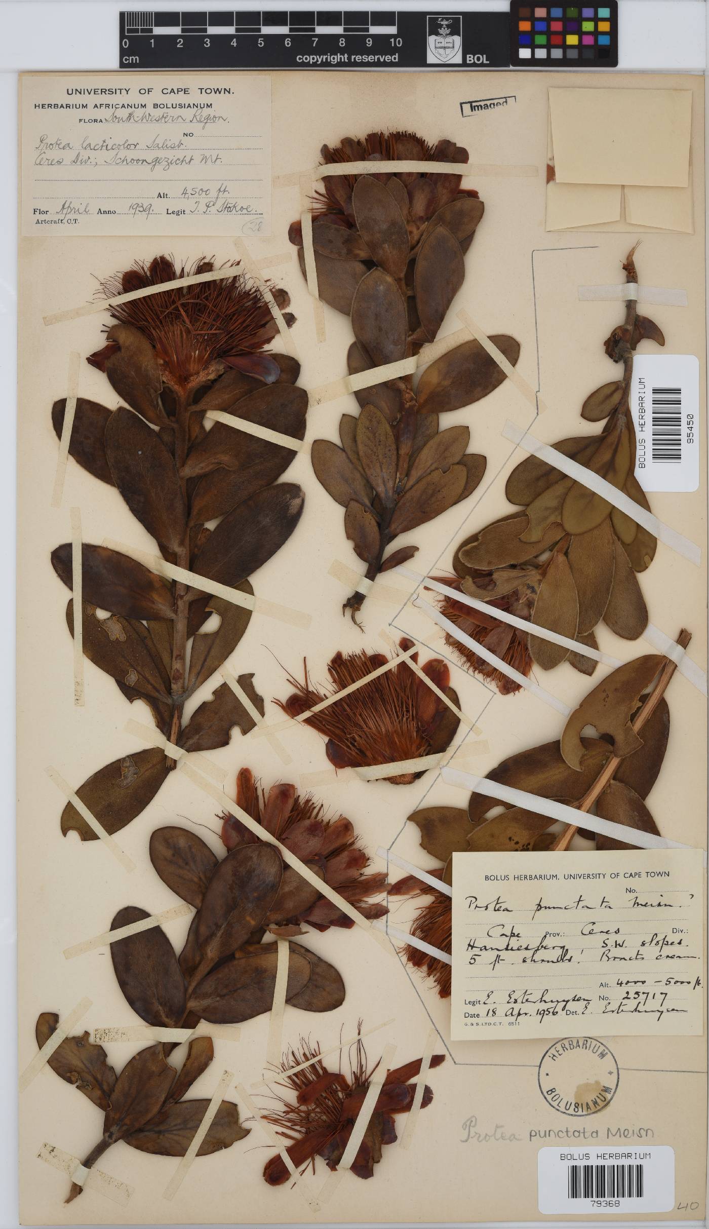 Protea punctata image