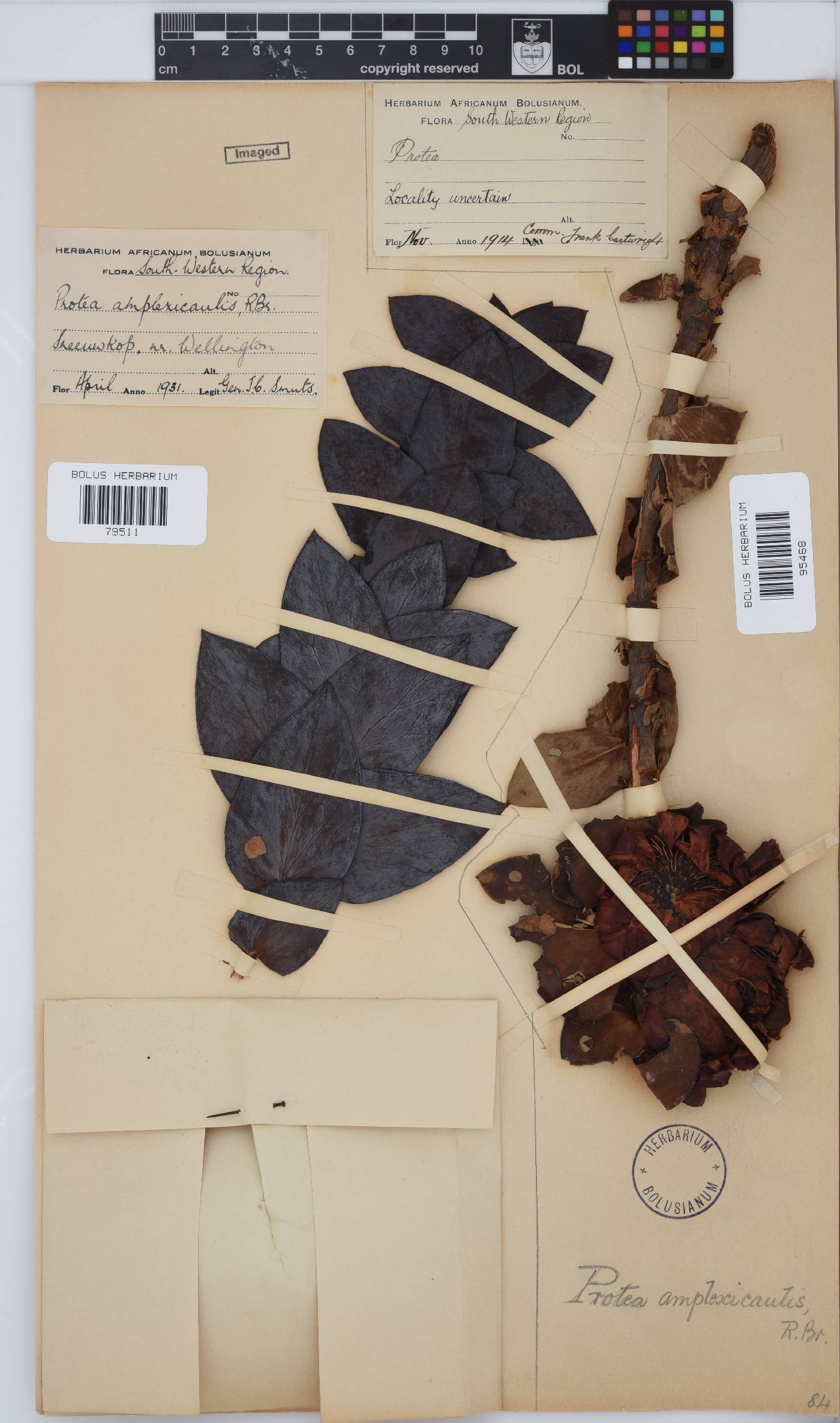 Protea amplexicaulis image