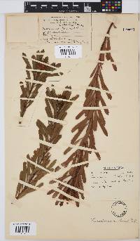 Leucospermum muirii image
