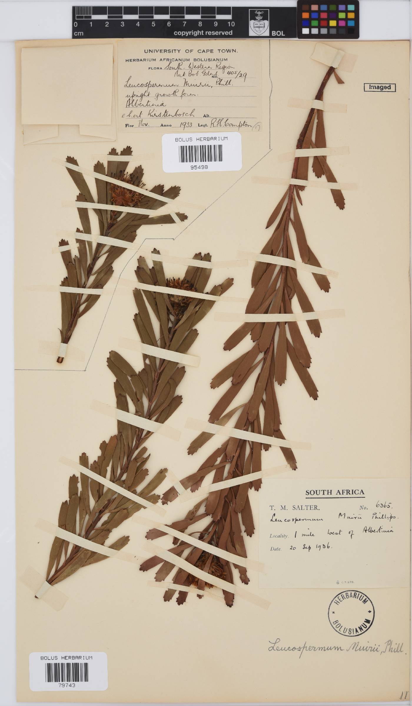 Leucospermum muirii image