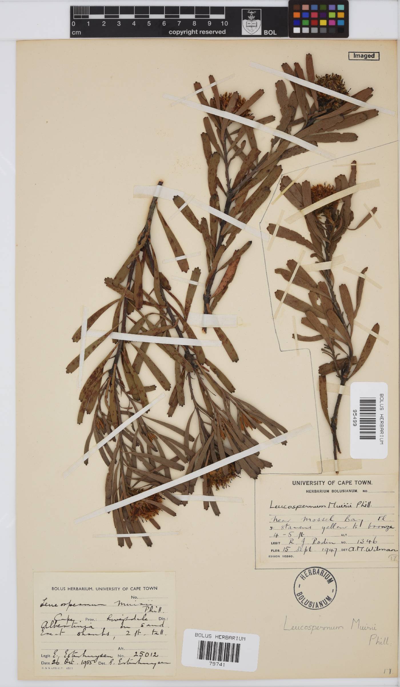 Leucospermum muirii image