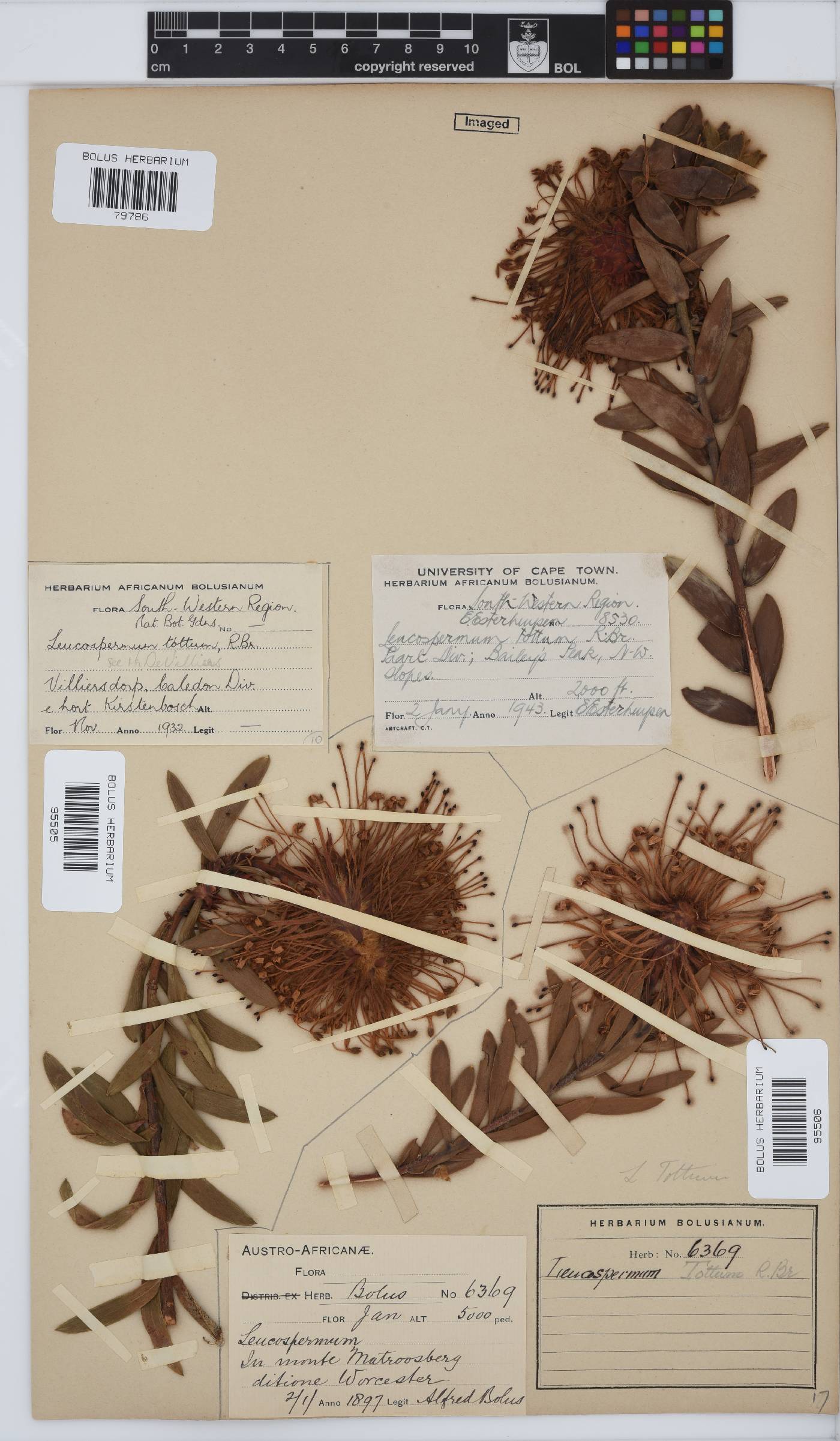Leucospermum tottum image