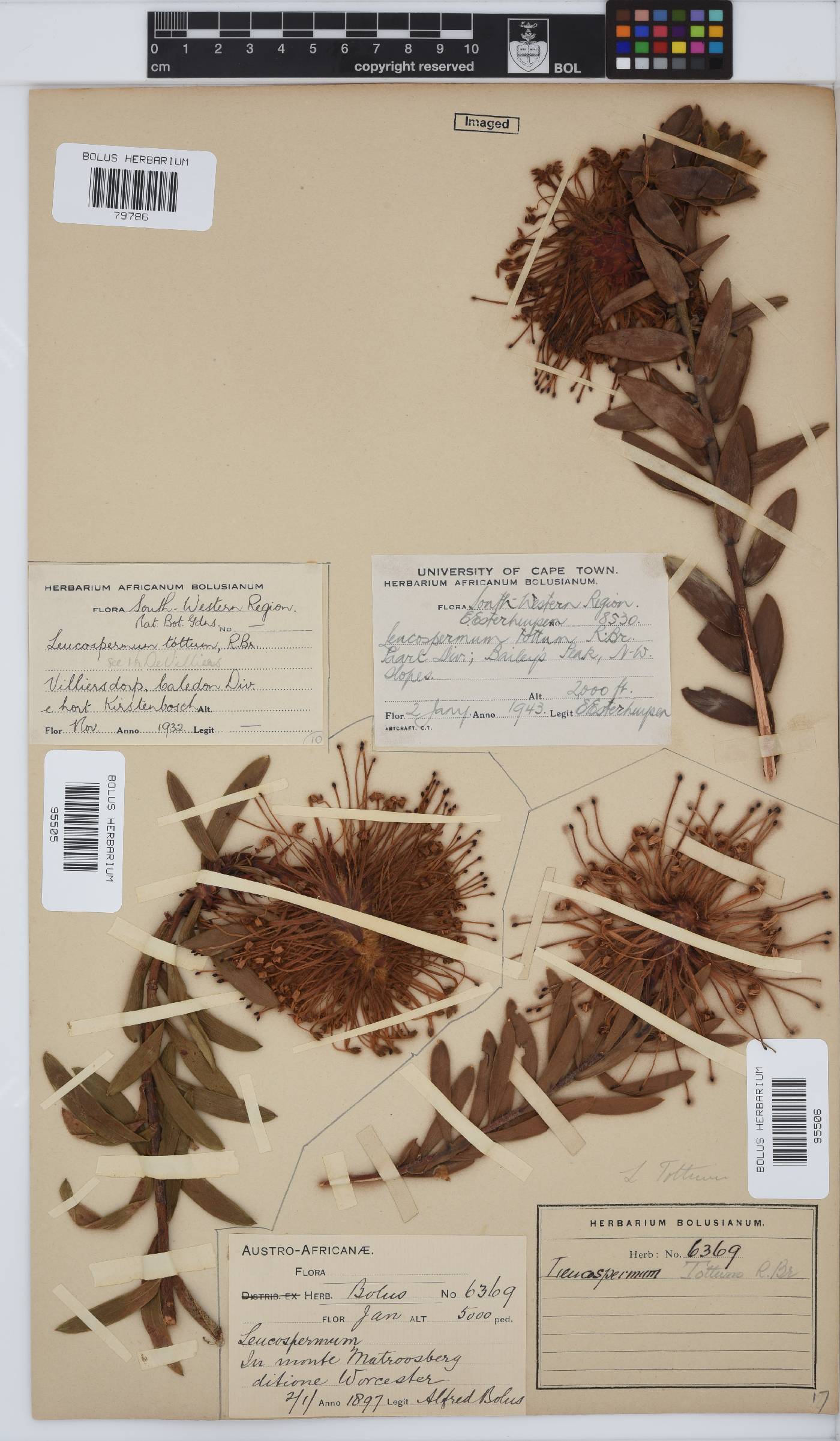 Leucospermum tottum image