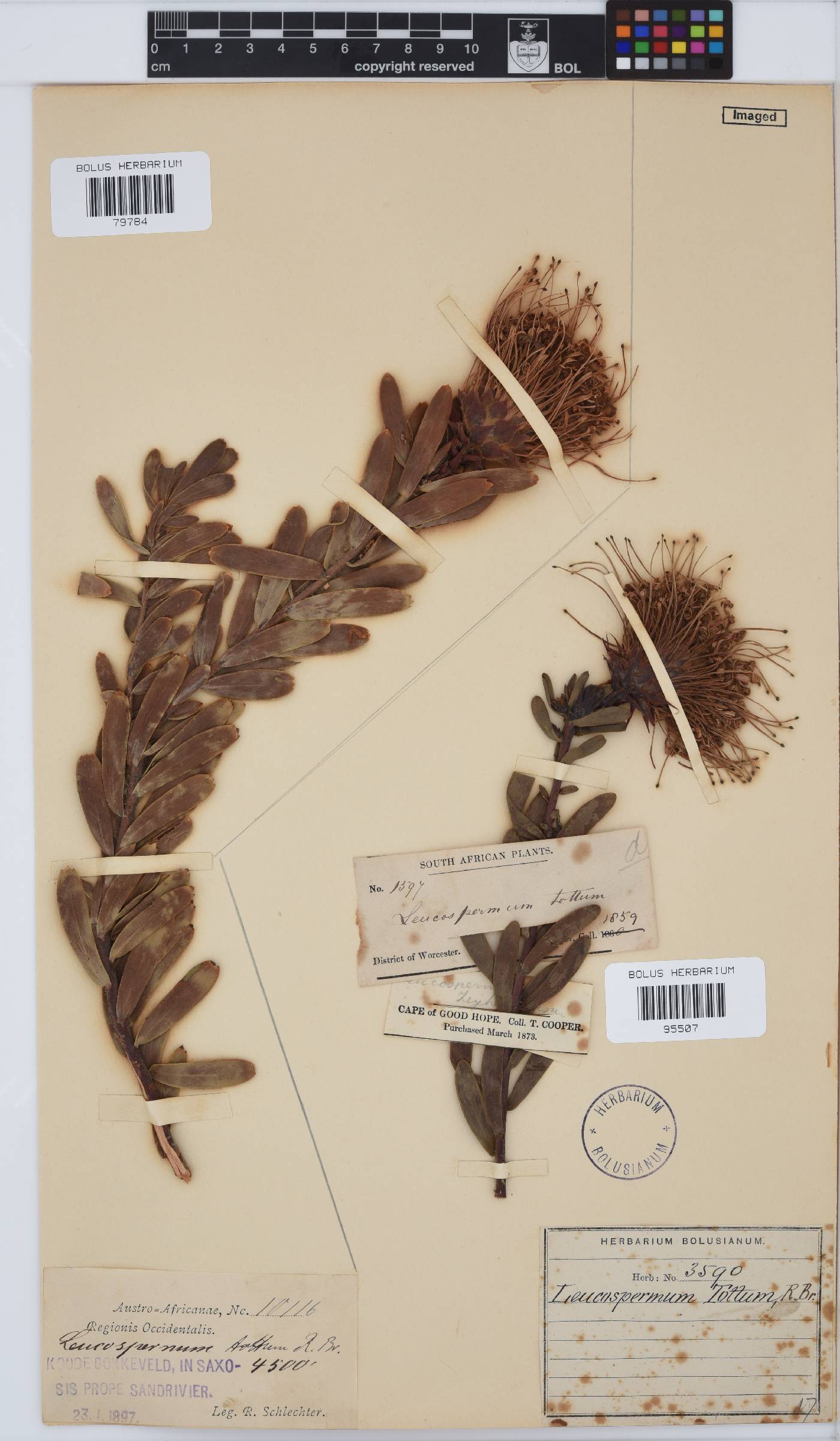 Leucospermum tottum image