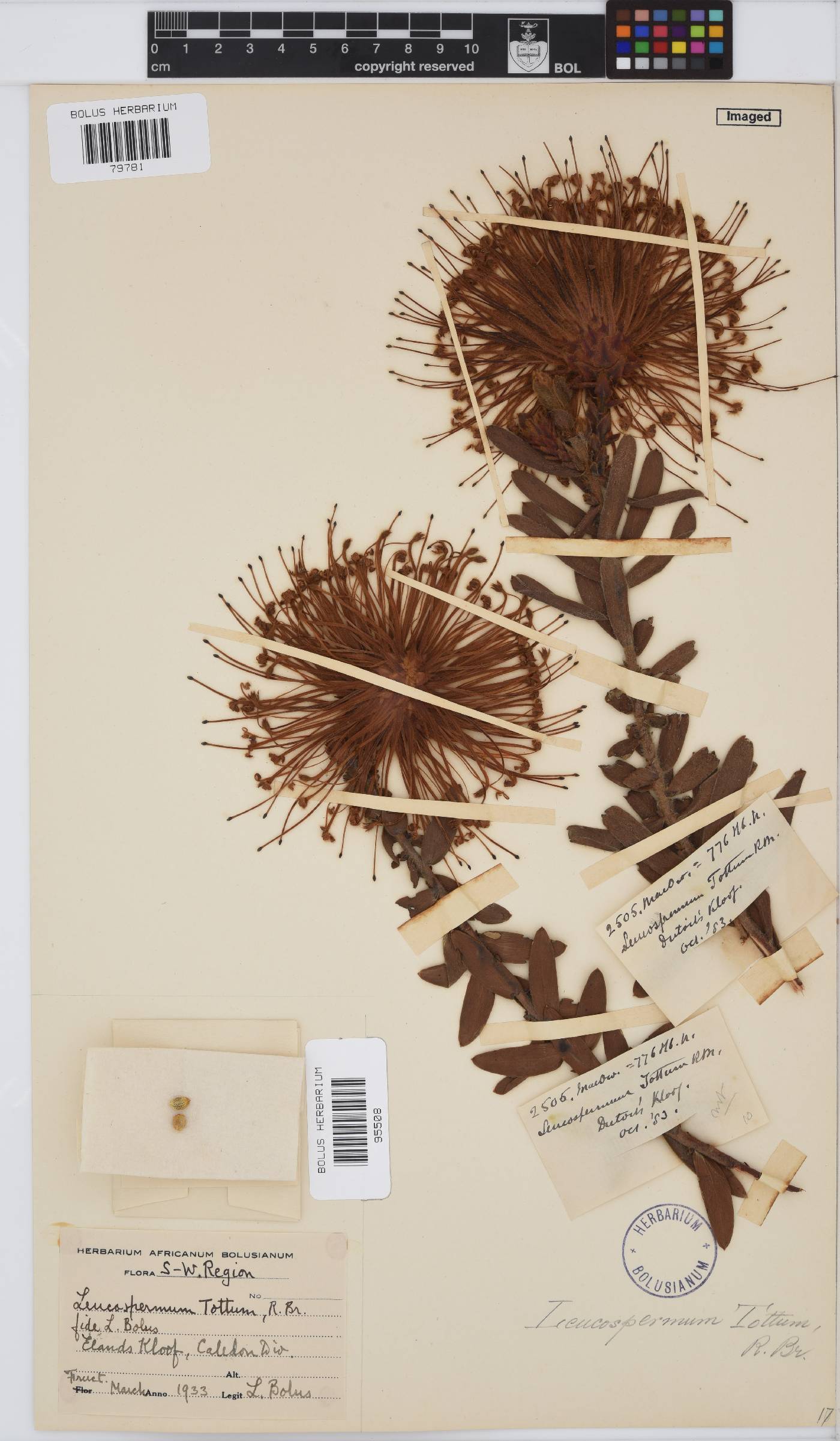 Leucospermum tottum image