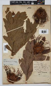 Leucospermum catherinae image