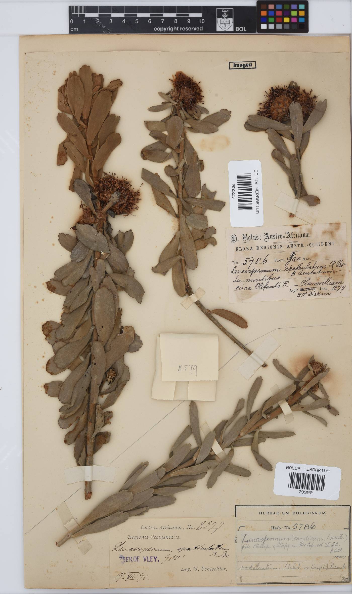 Leucospermum rodolentum image