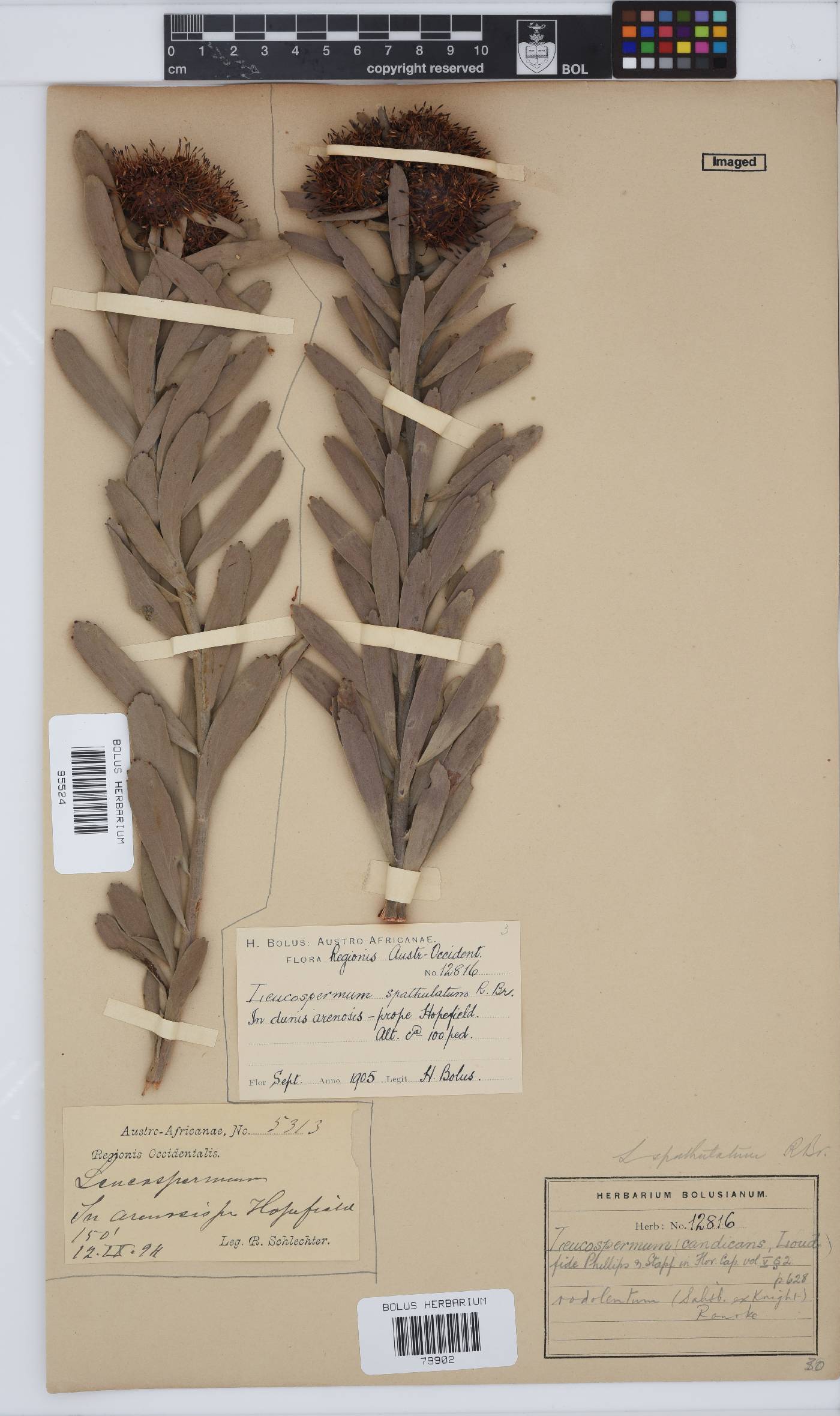 Leucospermum rodolentum image