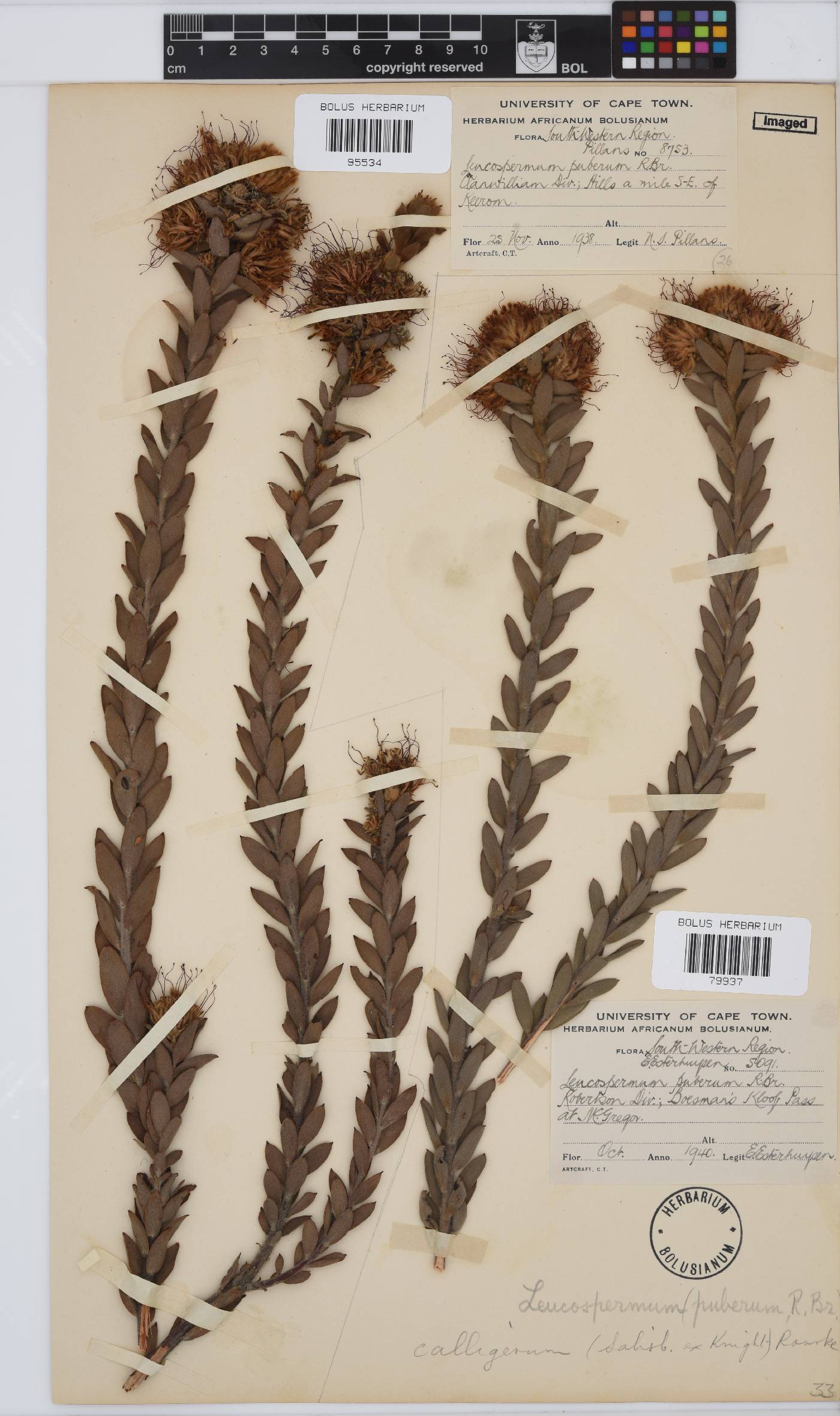 Leucospermum calligerum image