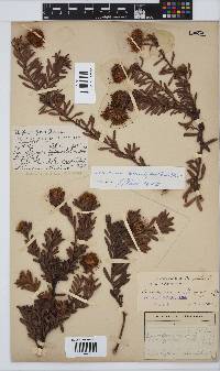 Image of Leucospermum heterophyllum