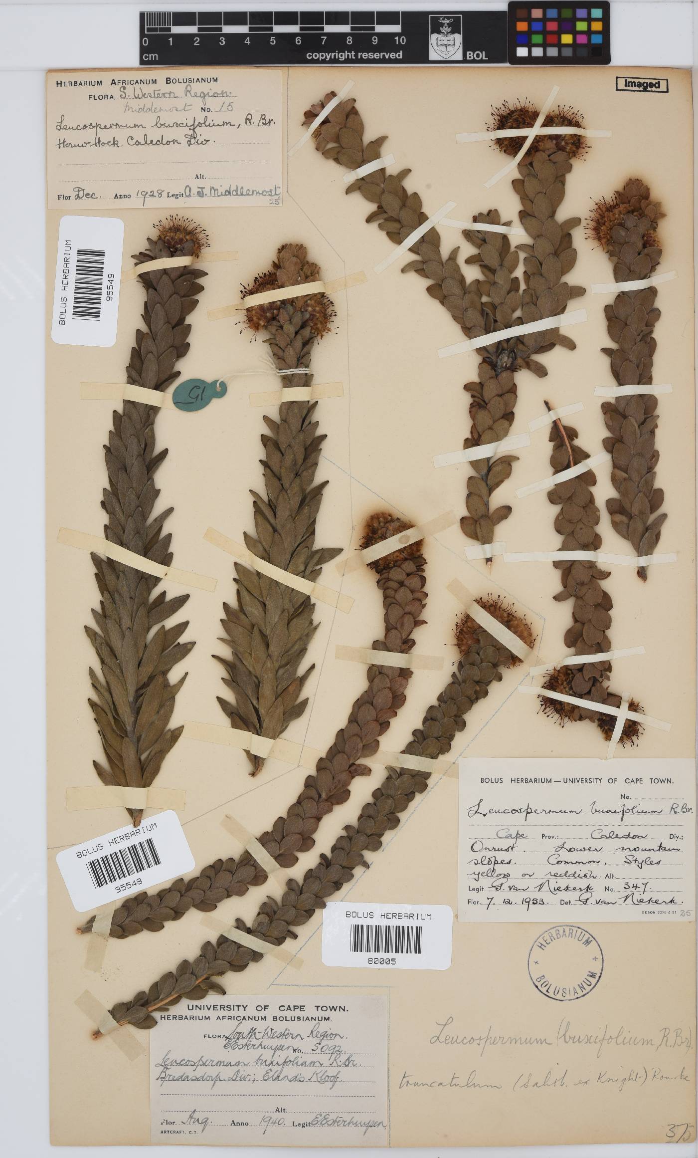 Leucospermum truncatulum image