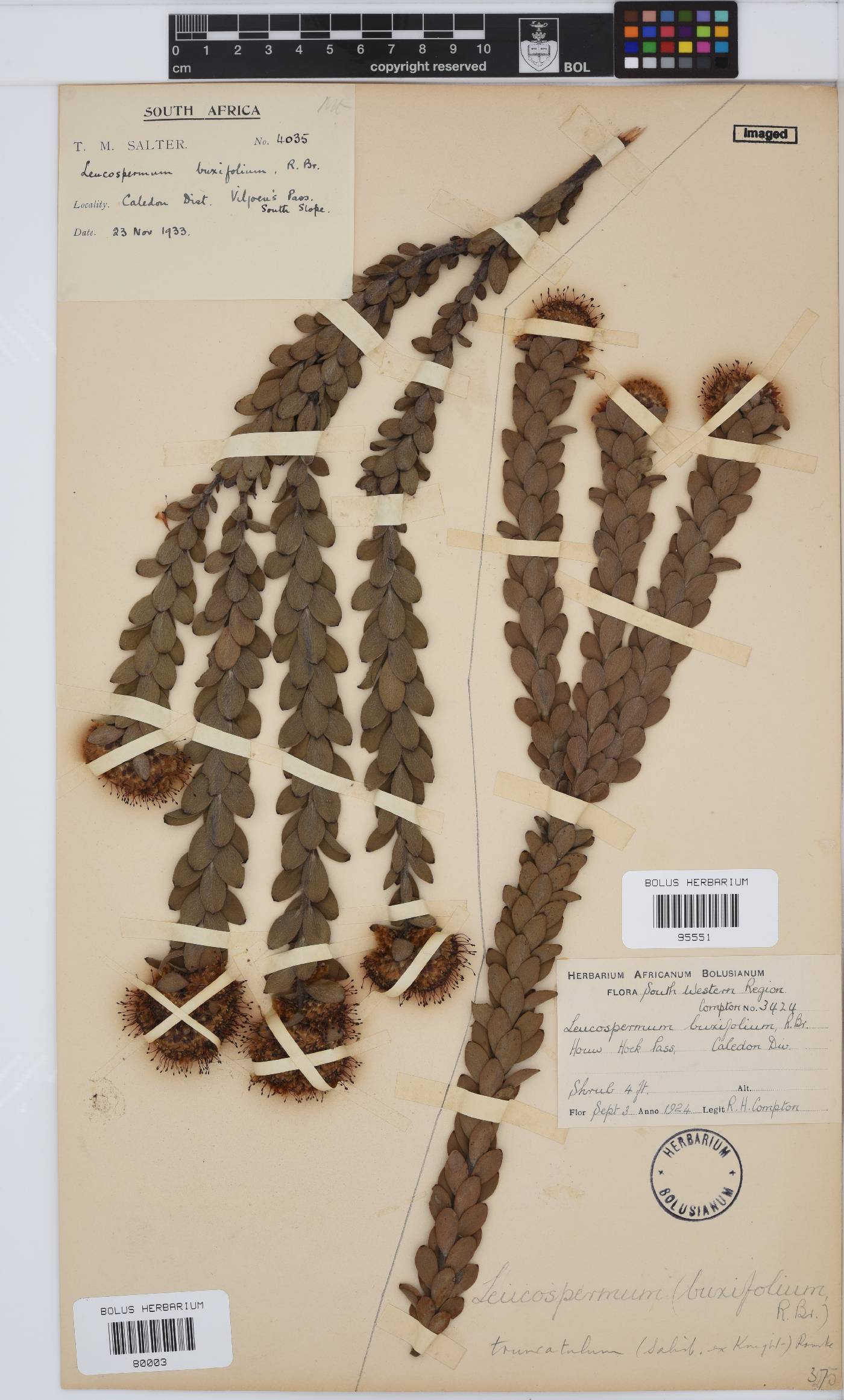 Leucospermum truncatulum image