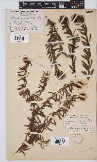 Leucospermum prostratum image