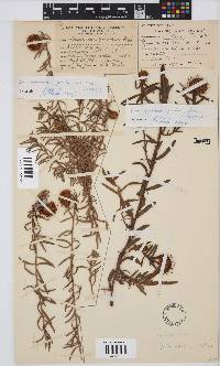 Image of Leucospermum pedunculatum