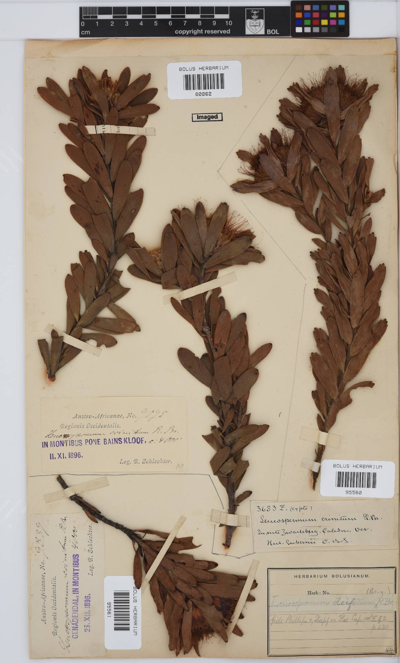 Leucospermum oleifolium image