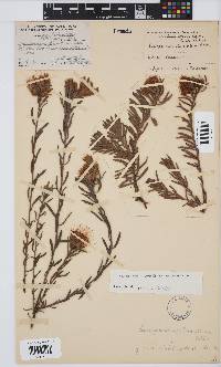 Leucospermum gracile image