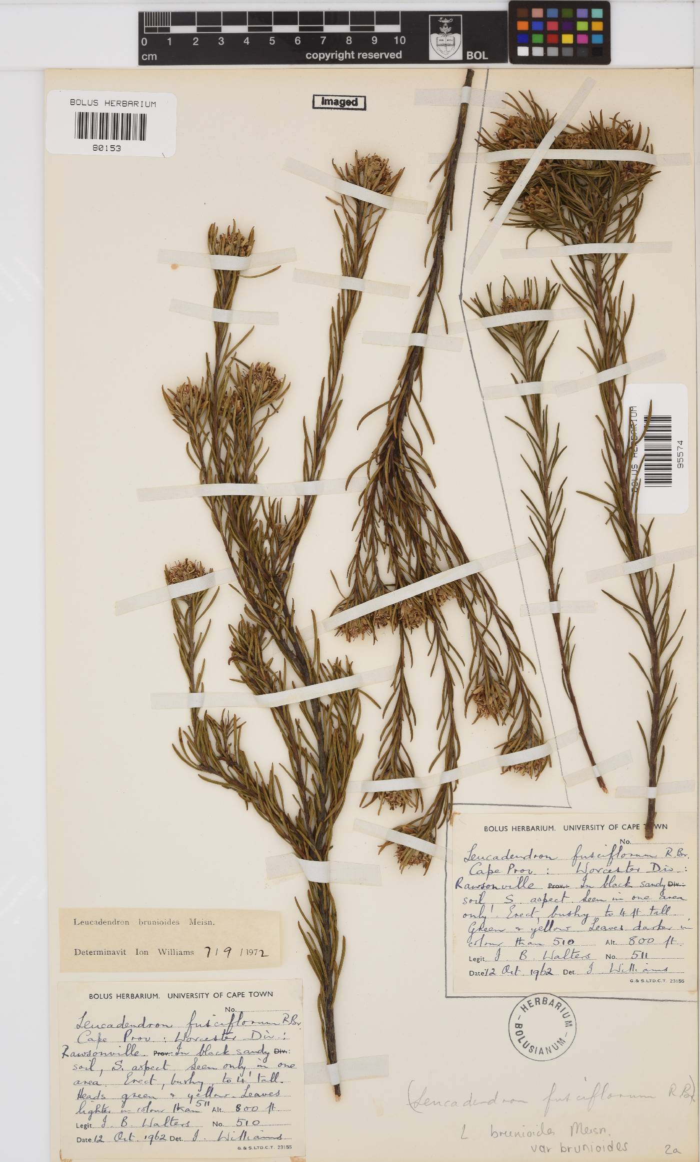 Leucadendron brunioides image