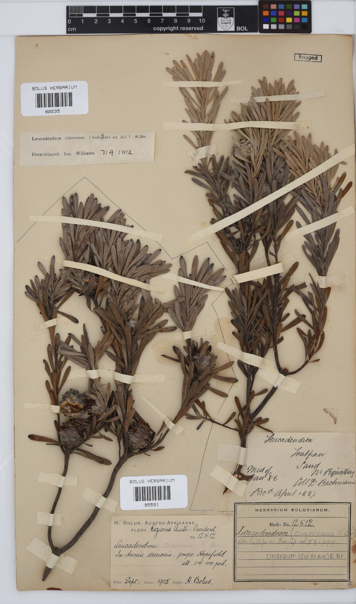 Leucadendron cinereum image