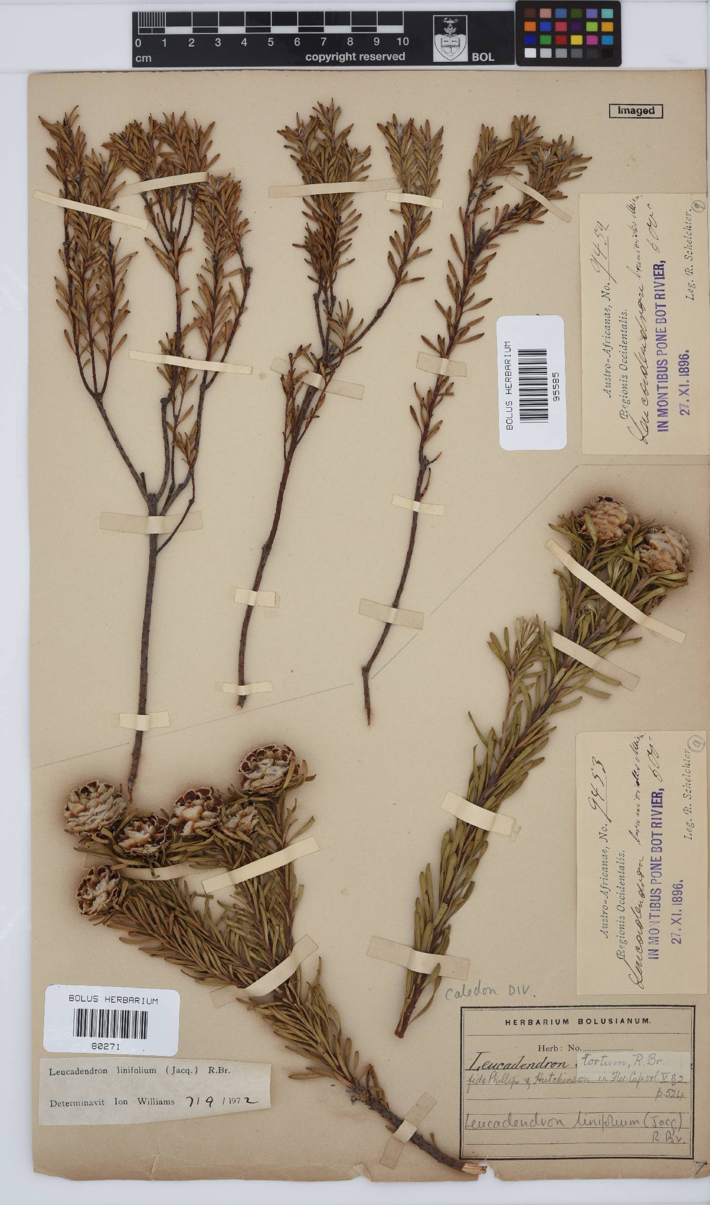 Leucadendron linifolium image