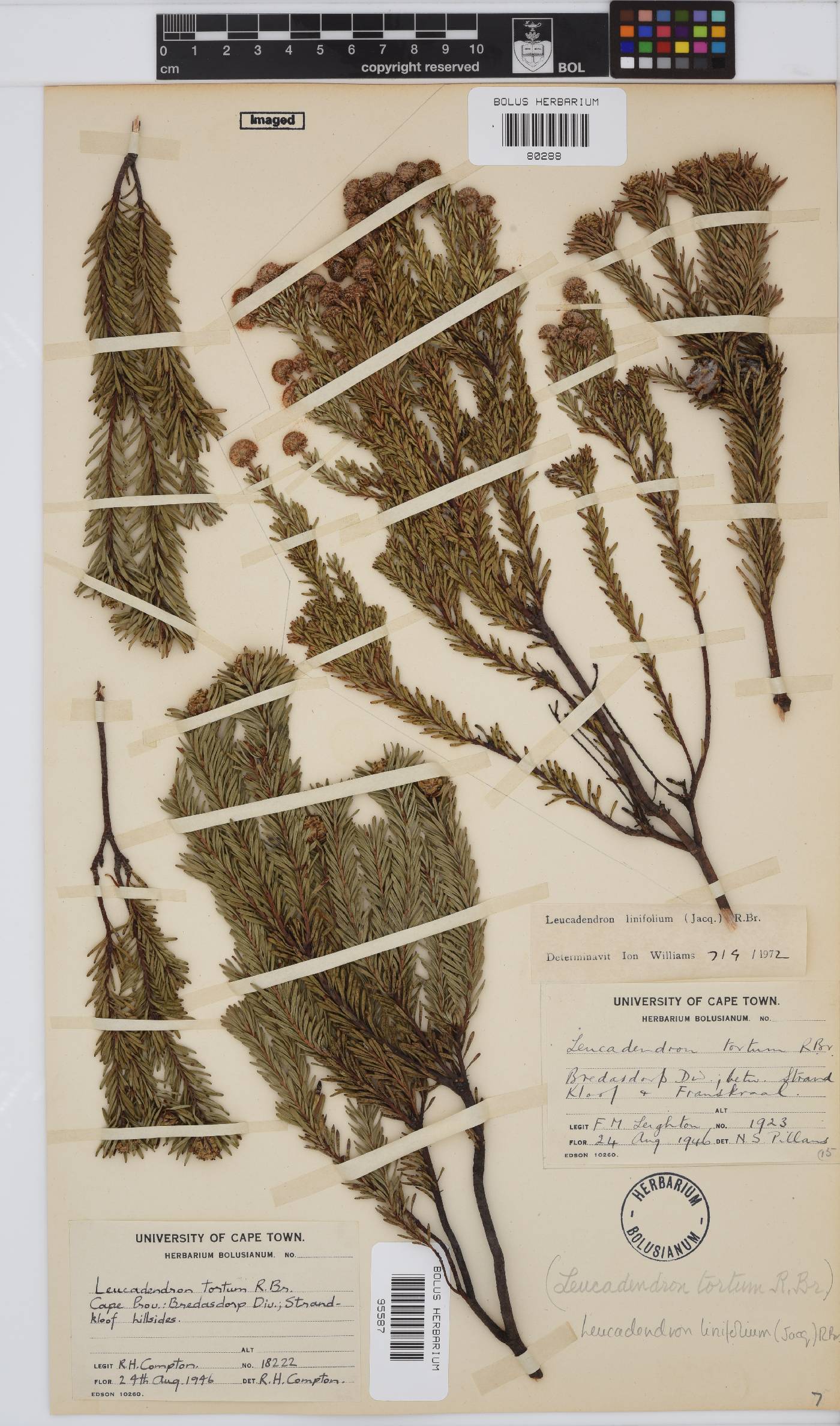 Leucadendron linifolium image